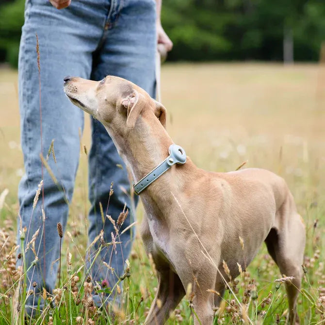 Cupertino Vegan Dog Collar Air Tag Enabled
